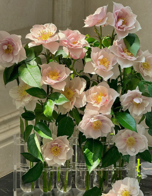 Coup de Coeur Roses丨Your roses