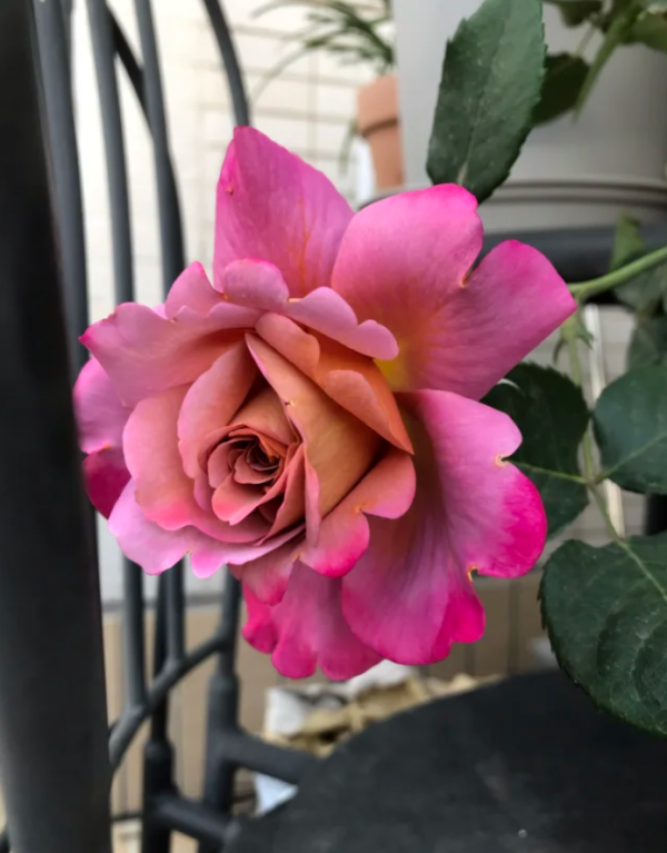 Drape Rose丨Your roses