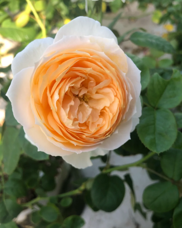 Rose Emma Wood House丨Your roses