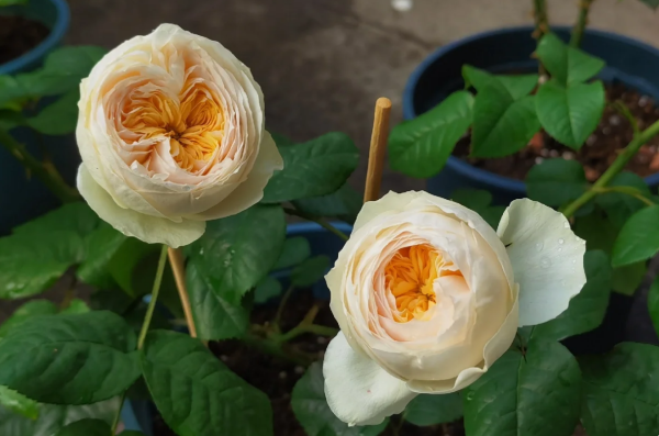 Emma Wood House Rose for sale丨Your roses