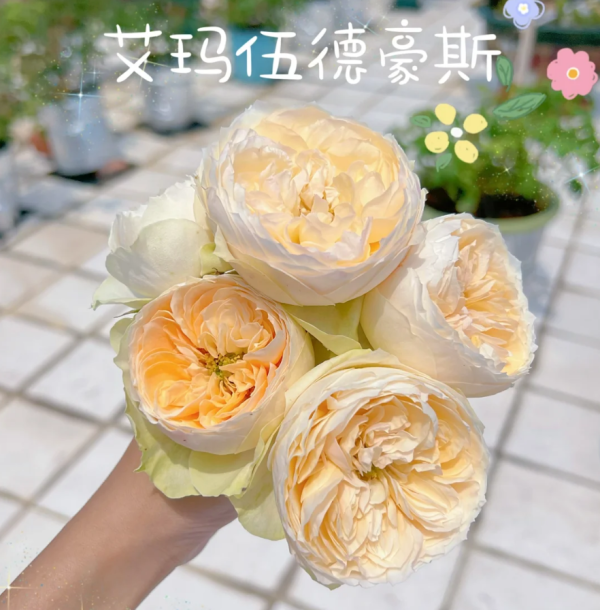 Emma Wood House Roses丨Your roses