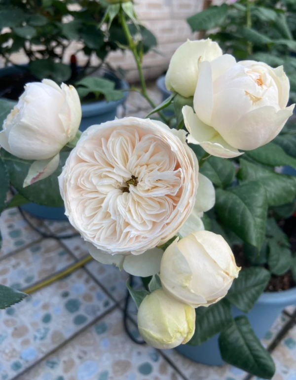 Emma Wood House Rose Plant丨Your roses
