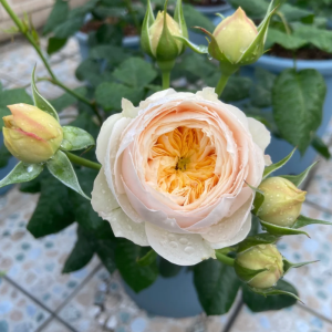 Emma Wood House Rose丨Your roses