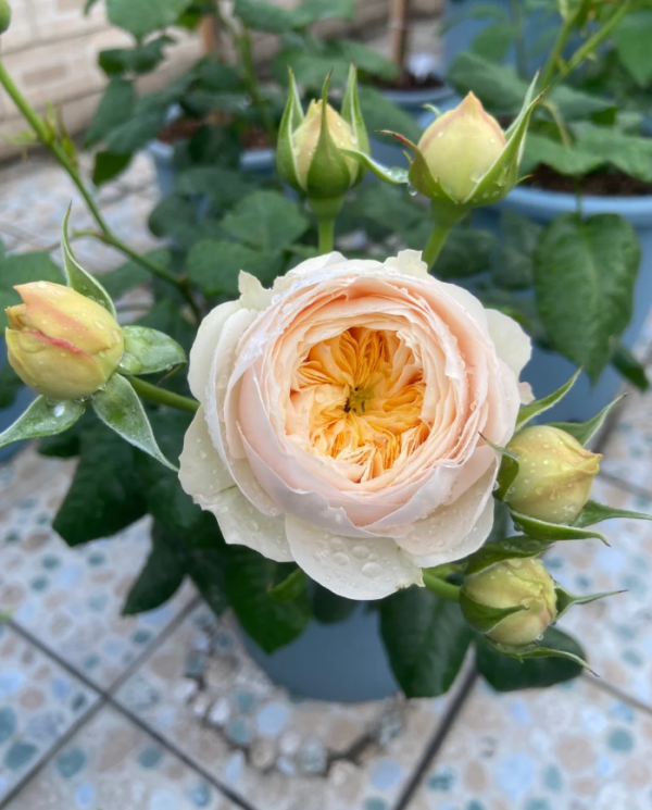 Emma Wood House Rose丨Your roses
