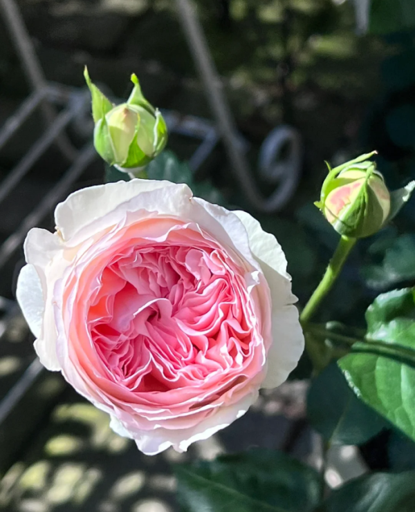 Eve Otome Heart Roses丨Your roses