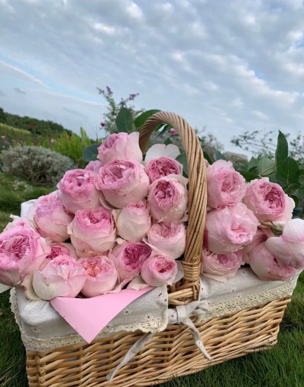 Eve Otome Heart Rose for sale丨Your roses
