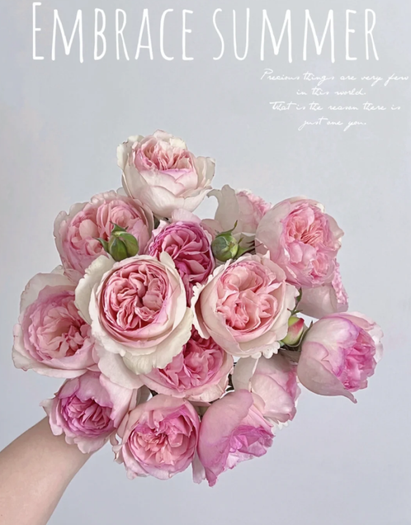 Yve Otome Heart Rose 丨Your roses