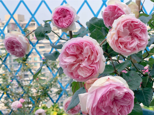Rose Eve Otome Heart丨Your roses