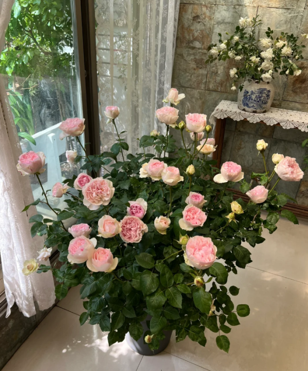 Eve Otome Heart Rose Plant丨Your roses