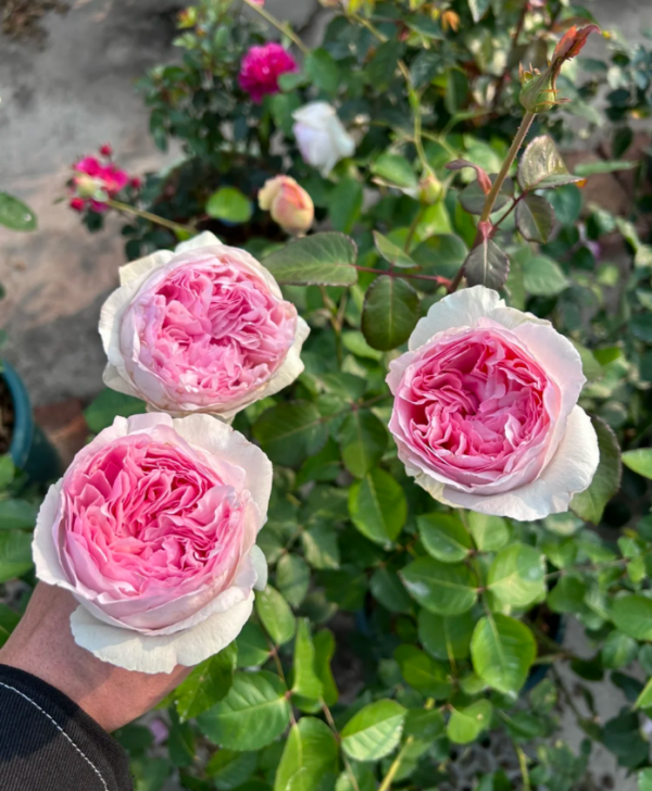 Eve Otome Heart Rose丨Your roses