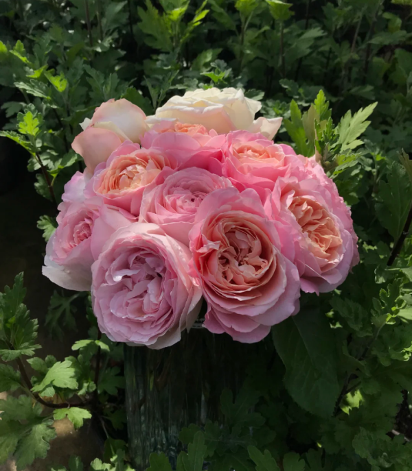 Fen Dai Roses丨Your roses