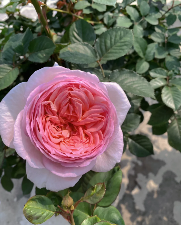 Fen Dai Rose Plant丨Your roses