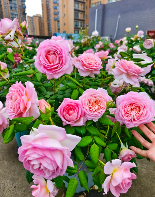 Fen Dai Rose for sale丨Your roses