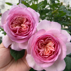 Fen Dai Rose丨Your roses