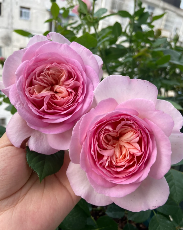 Fen Dai Rose丨Your roses