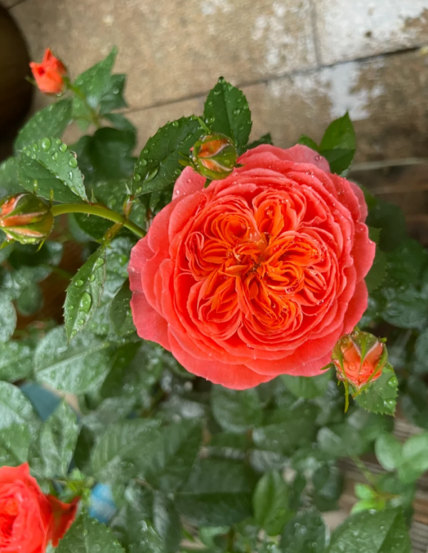 Ignition Cherry Rose for sale丨Your roses