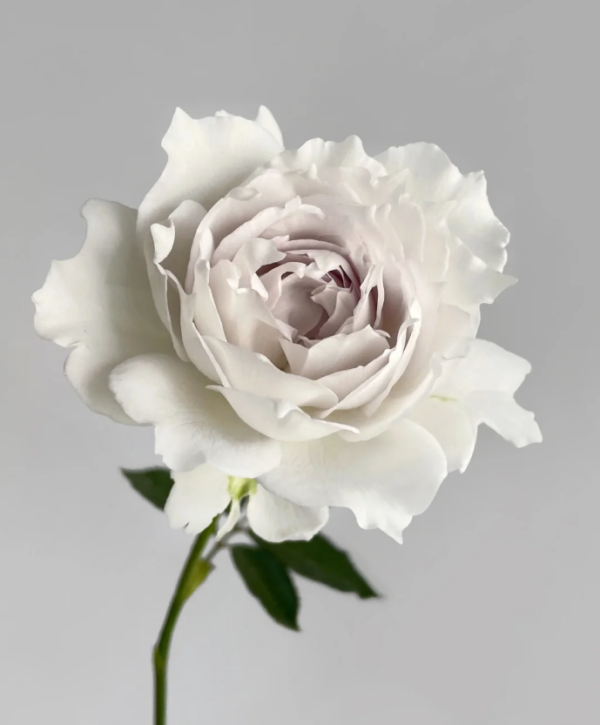 Gabriel Roses丨Your roses