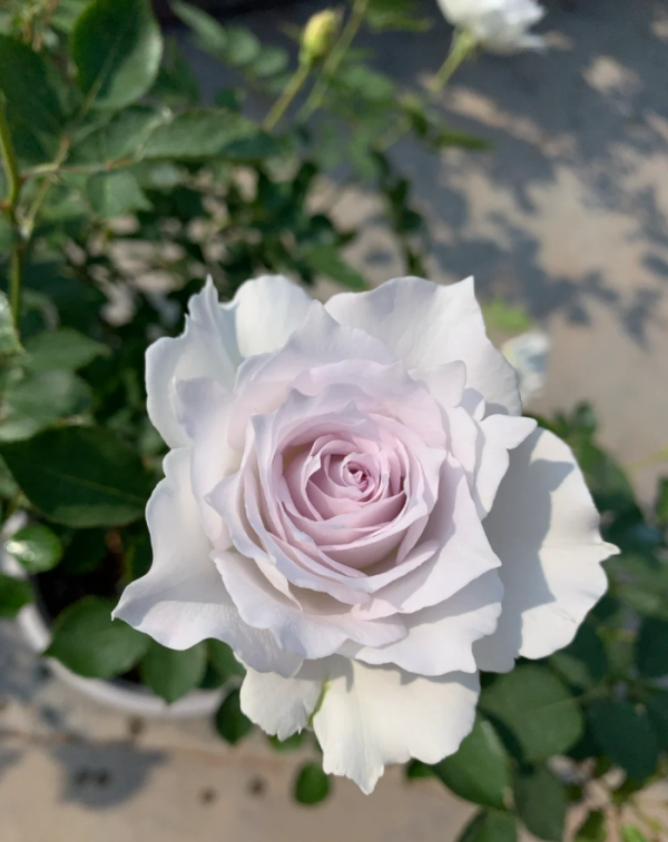 Rose Gabriel丨Your roses