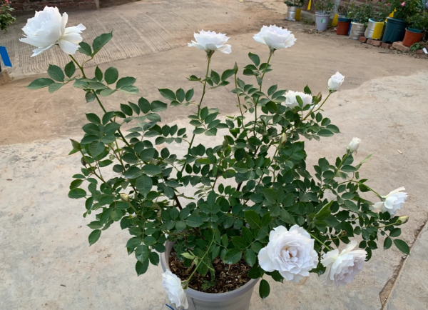 Gabriel Rose Plant丨Your roses
