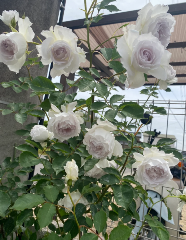 Gabriel Rose for sale丨Your roses