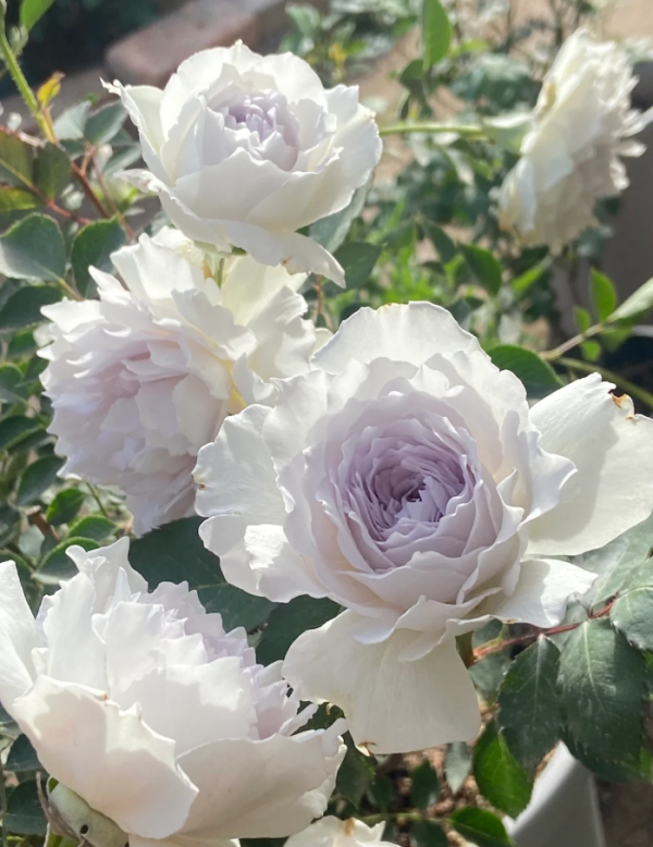 Gabriel Rose丨Your roses