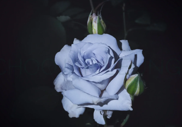 Grawn Blue Roses丨Your roses
