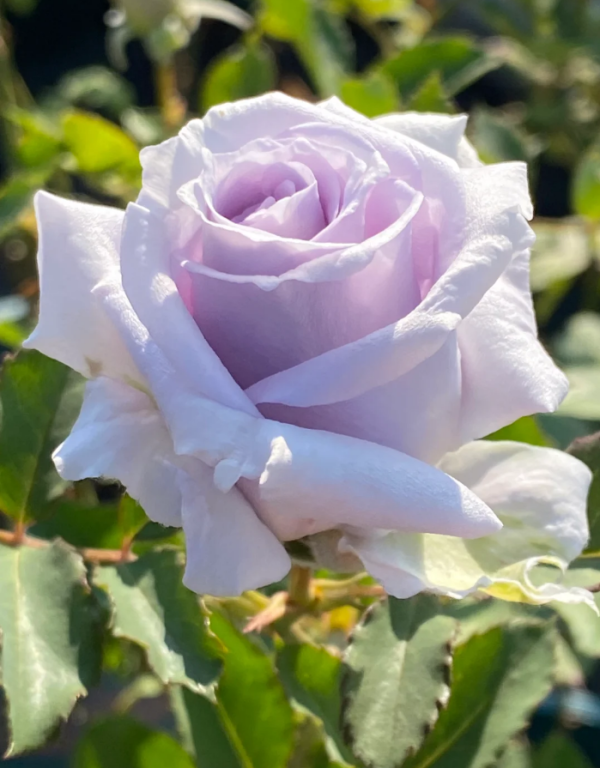 Rose Grawn Blue丨Your roses