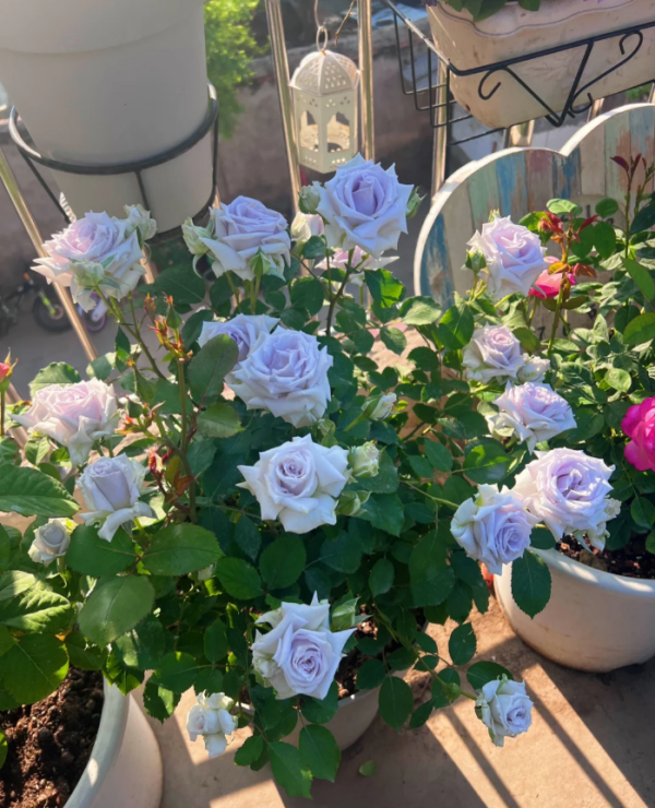 Grawn Blue Rose for sale丨Your roses