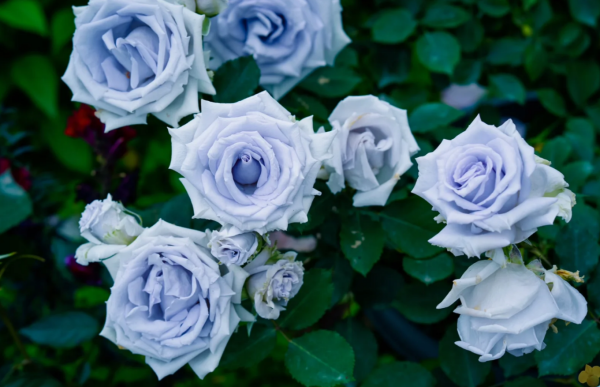 Grawn Blue Rose丨Your roses
