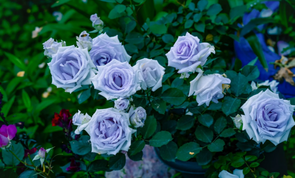 Grawn Blue Rose Plant丨Your roses