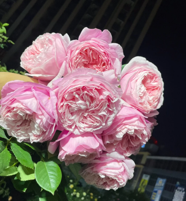 He Jiao Rose丨Your roses