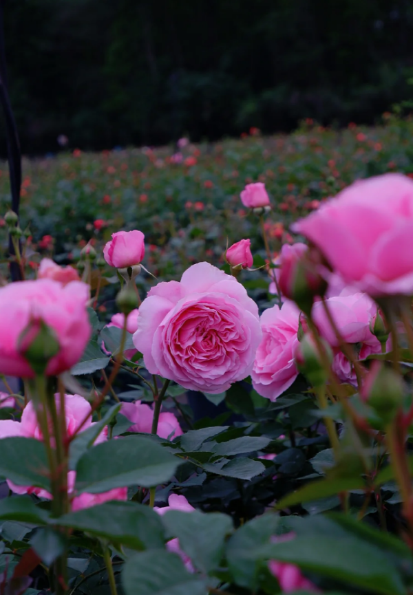 He Jiao Roses丨Your roses