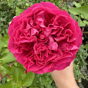 Hettie Rose丨Your roses