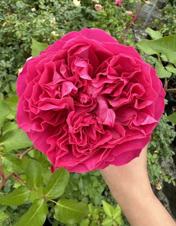 Hettie Rose丨Your roses