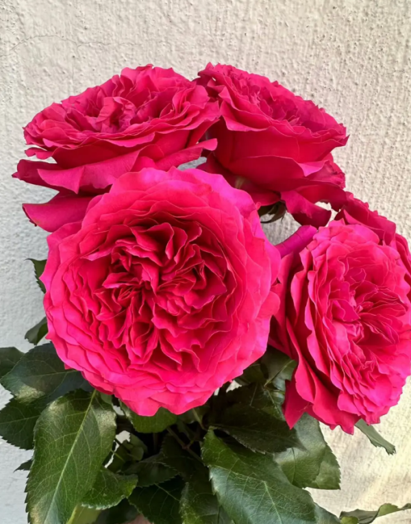 Hettie Roses丨Your roses