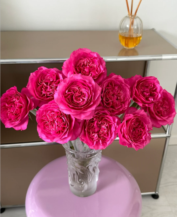 Hettie Rose Plant丨Your roses