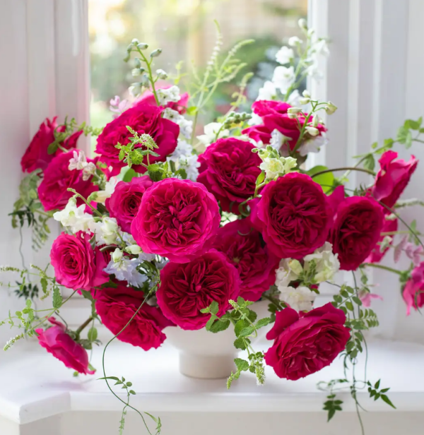 Hettie Rose for sale丨Your roses