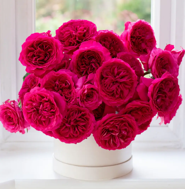 Rose Hettie丨Your roses