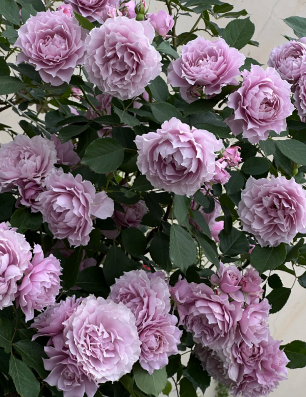 RoseHuan Zi丨Your roses