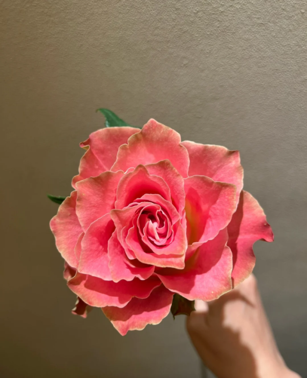 Japanese tale Rose for sale丨Your roses