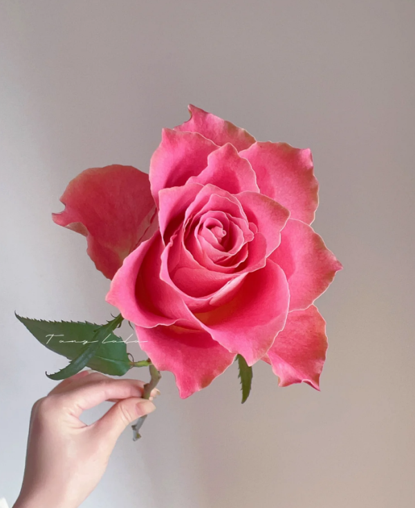 Japanese tale Rose Plant丨Your roses
