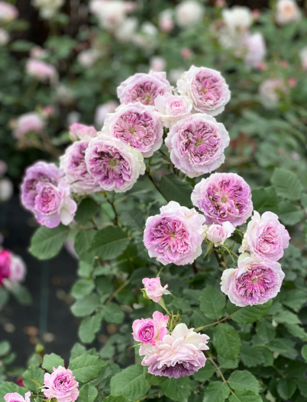 Kírkē Rose Plant丨Your roses