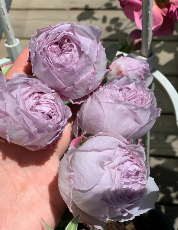 Rose Lapis Lazuli 丨Your roses