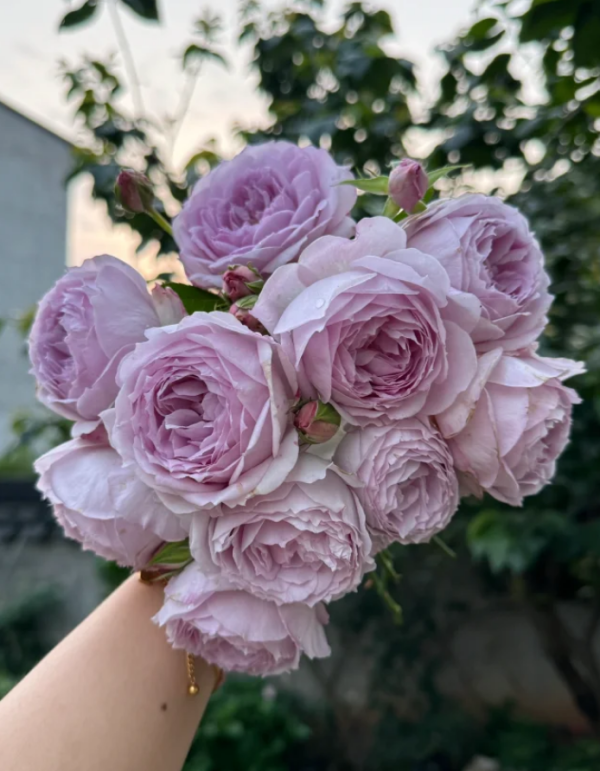 Lapis Lazuli Rose丨Your roses