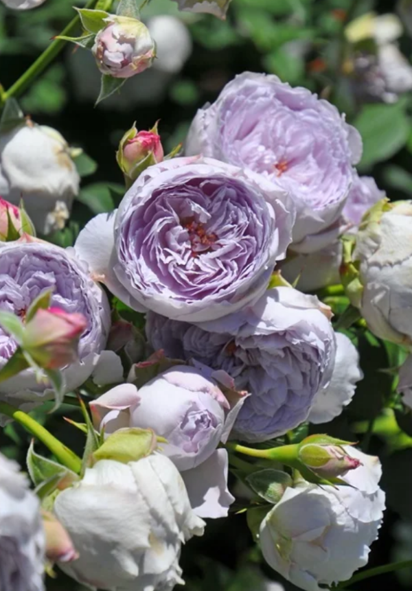 Lapis Lazuli Rose for sale丨Your roses