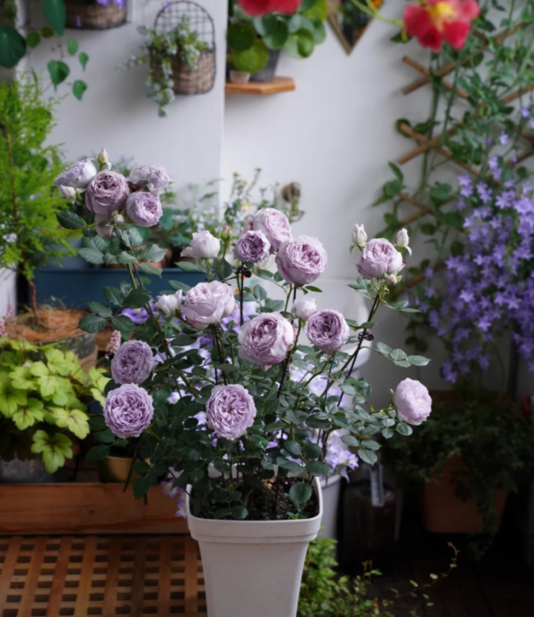 Lapis Lazuli Roses丨Your roses