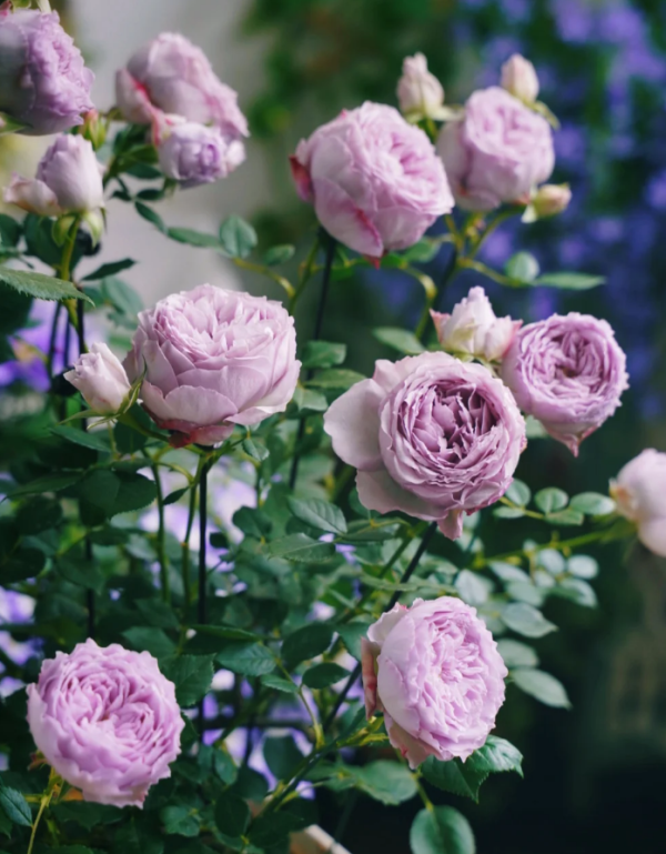 Lapis Lazuli Rose Plant丨Your roses