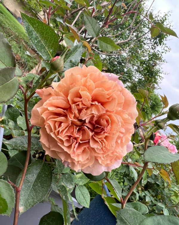 Le Sablier Rose Plant for sale丨Your roses