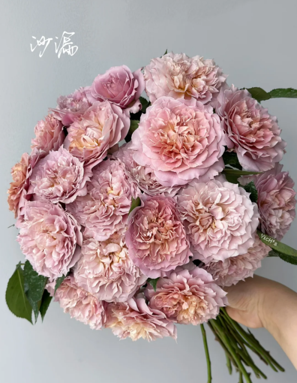 Le Sablier Rose for sale丨Your roses