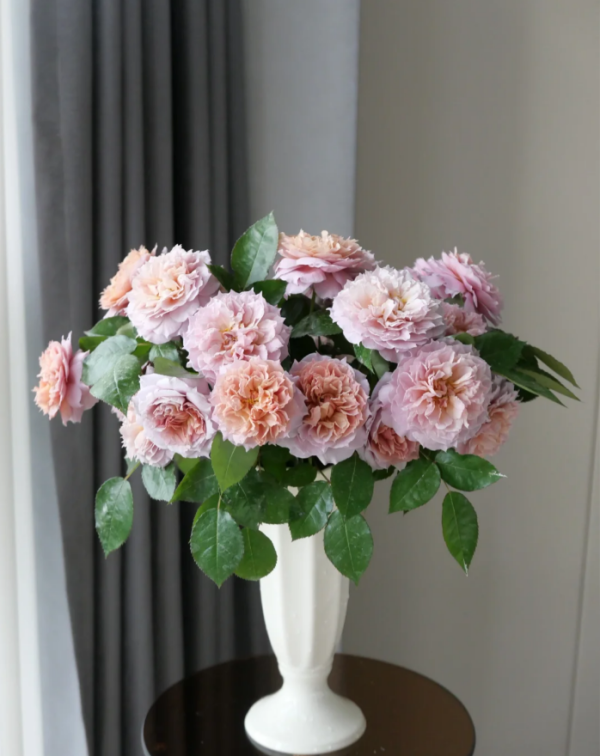 Rose Le Sablier丨Your roses